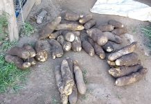 LA FÊTE DES IGNAMES DANS LE WALÈBO