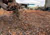 Côte d’Ivoire : les producteurs de cacao menacent de quitter les initiatives de durabilité des industriels