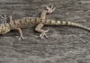Astuce : Comment se débarrasser des geckos ou salamandres des maisons