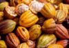 Côte d’Ivoire : une carte à puce pour une meilleure traçabilité du cacao