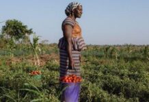 Au Burkina Faso, Sarina Yameogo libère les femmes de Koudougou grâce à la transformation de la tomate