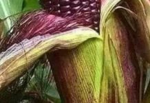 Le maïs violet prisé à Katiola pour sa qualités nutritives